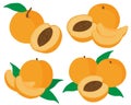 Set of fruit peaches illustration slices and slices